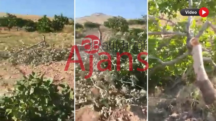 Şanlıurfa'da ağaç katliamı: Yüzlerce ağaç kesildi