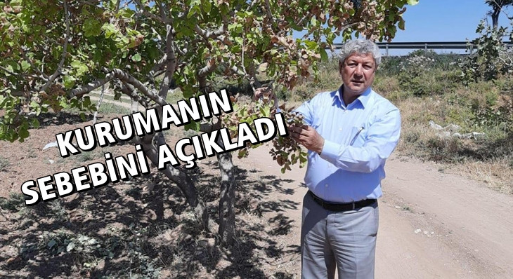 Fıstık üreticisi kaderine terk edildi