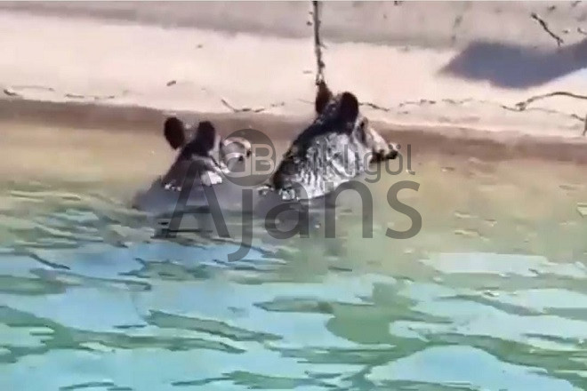 Şanlıurfa’nın ilçesinde serinlemek için suya girdiler ancak!...