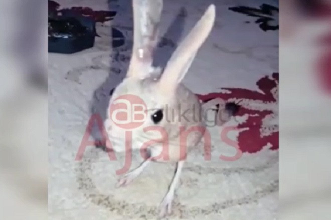 Şanlıurfa’da görenler şaşkın! Ne olduğu çözülemedi