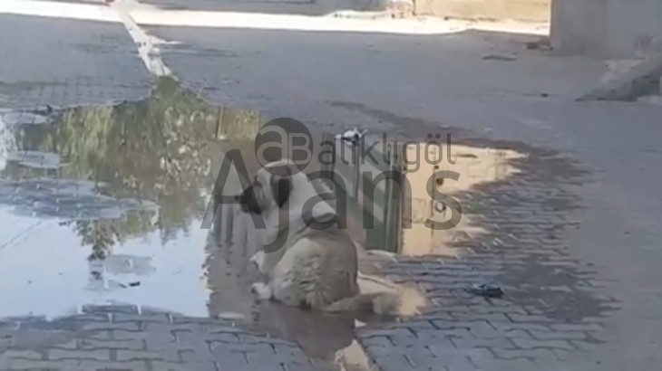 Kavurucu sıcak en çok onları etkiliyor