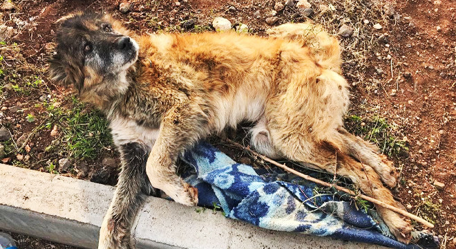 'Hayvanları Koruma Kanunu' teklifi TBMM komisyonunda kabul edildi