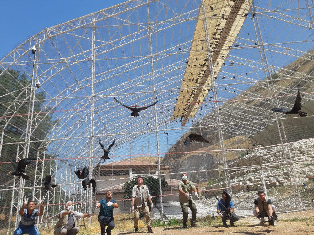 Kelaynaklar göç için yola çıktı