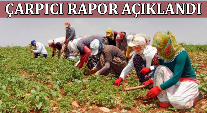 Şanlıurfalı tarım işçileri neden başka şehirlere gidiyor?