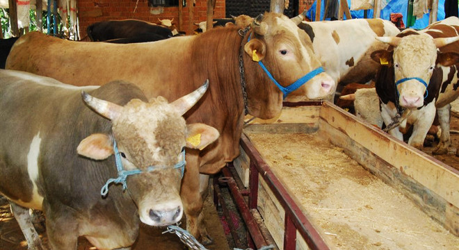 Eyyübiye Belediyesi kesim yerlerini açıkladı