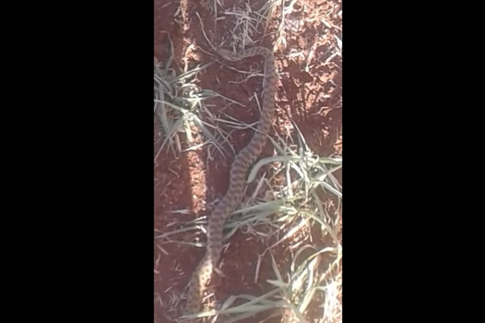 Engerek yılanlarının sayısı artıyor