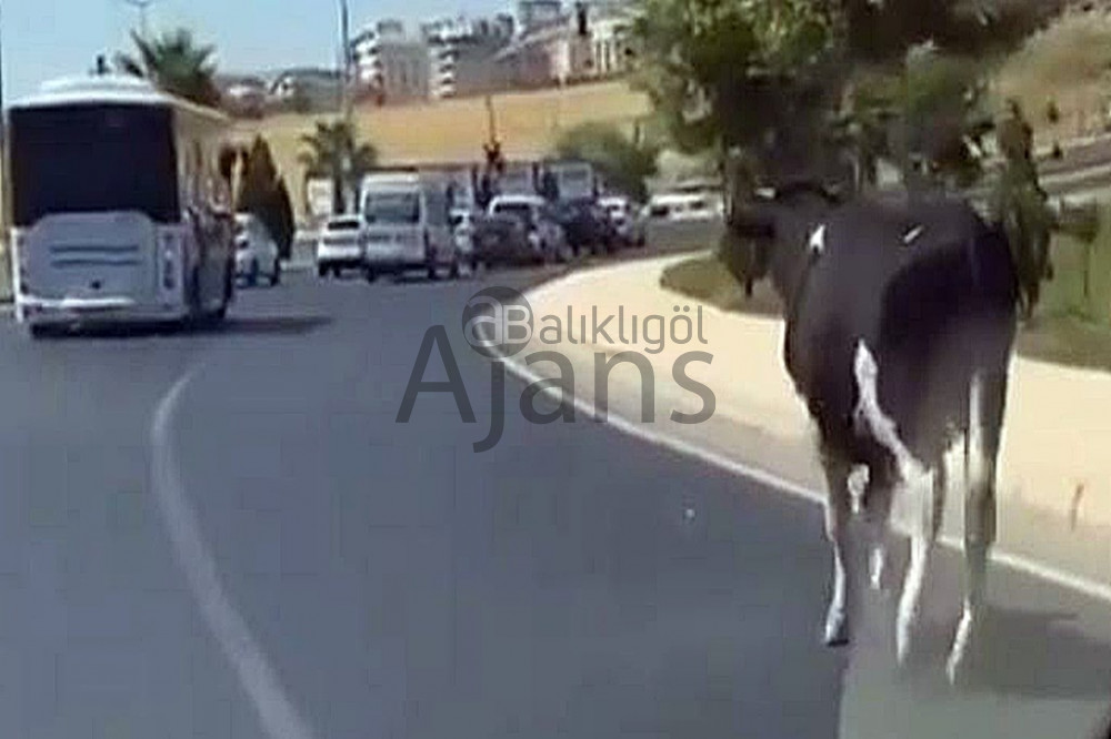 Urfa'da kaçan boğa sahiplerine ter döktürdü