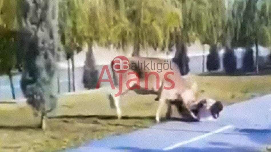 Urfa'da kurbanlık dana sahibini altına aldı