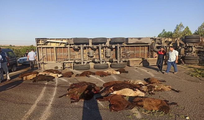 Bayram kana bulandı! 42 koyun telef oldu…