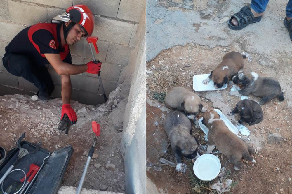 Yavru köpekler ölmekten son anda kurtarıldı