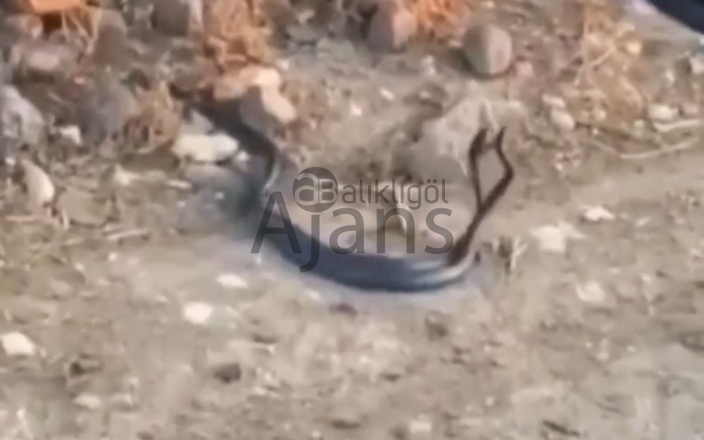 Cep telefonu kamerasıyla görüntülendi! Görenler şaştı kaldı