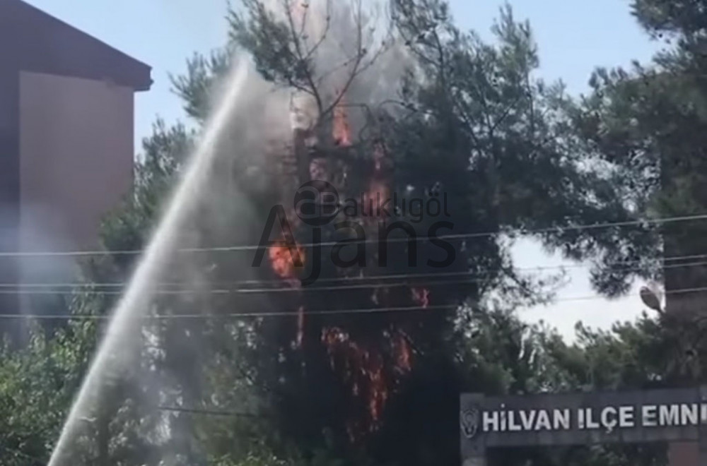 Urfa'da korkutan yangın! Elektrik telleri neden oldu