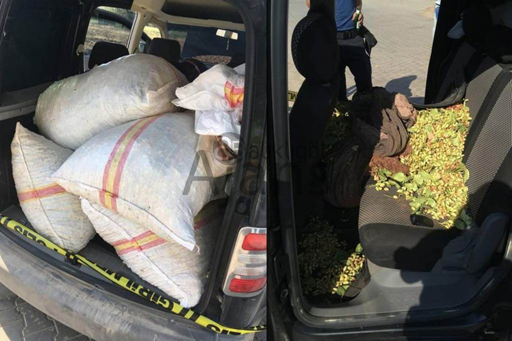 Fıstık hırsızlıkları arttı! Çiftçi dertli