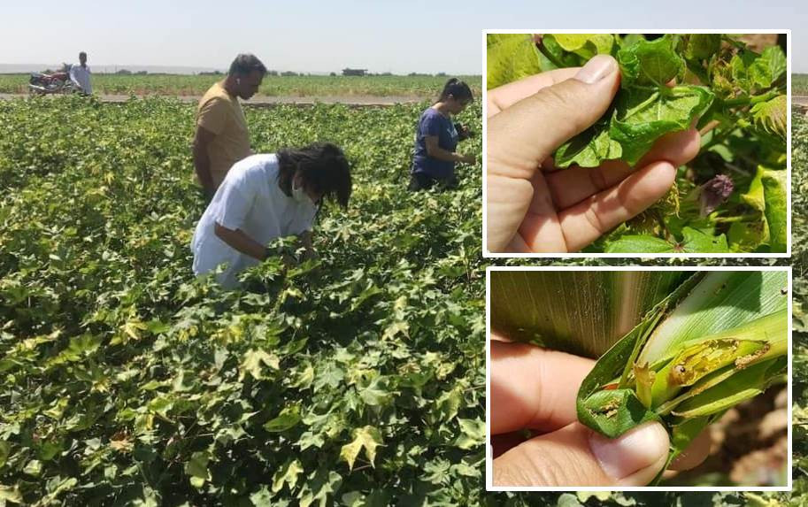 Ziraat danışmanları mısır ve pamukta inceleme yaptı