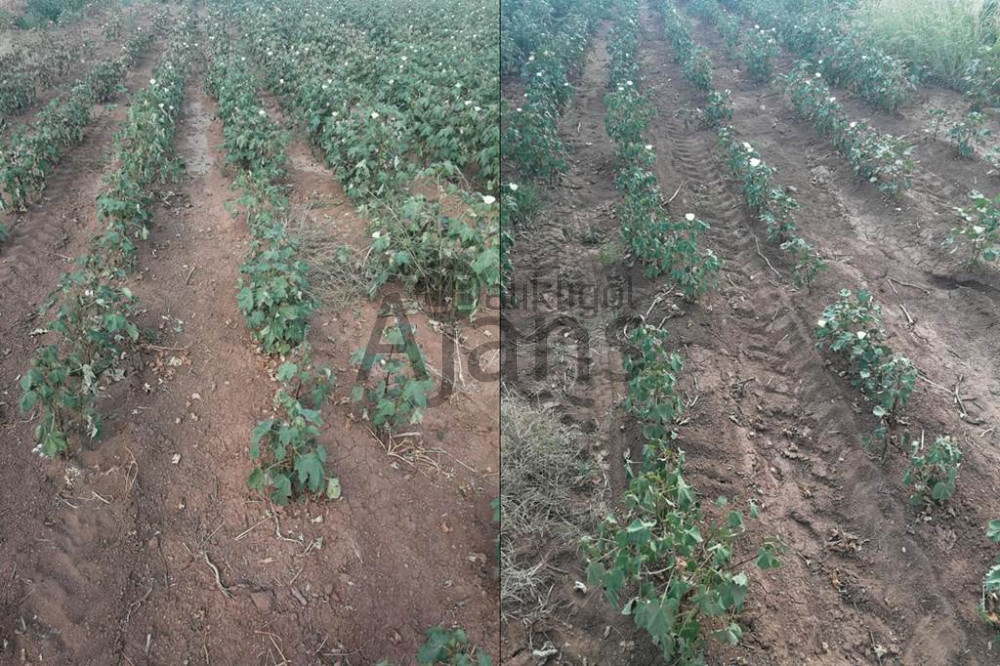 Tarlada pamuğu kuruyan çiftçi isyan etti