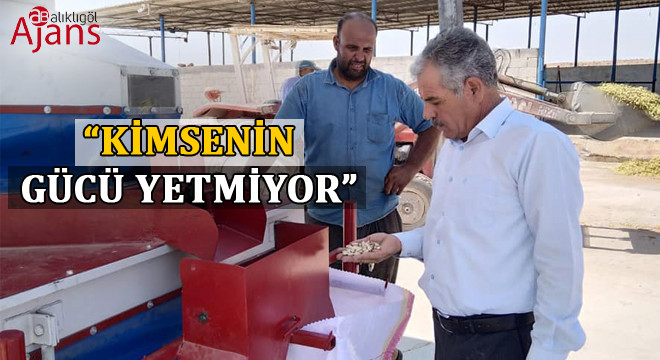 Şanlıurfa’da elektrik kesintileri fıstığı da vuruyor!