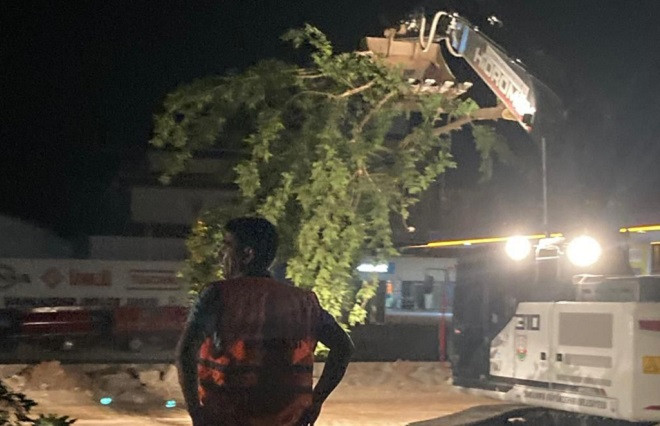 Şanlıurfa Büyükşehir Belediyesi ağaç mı katlediyor?