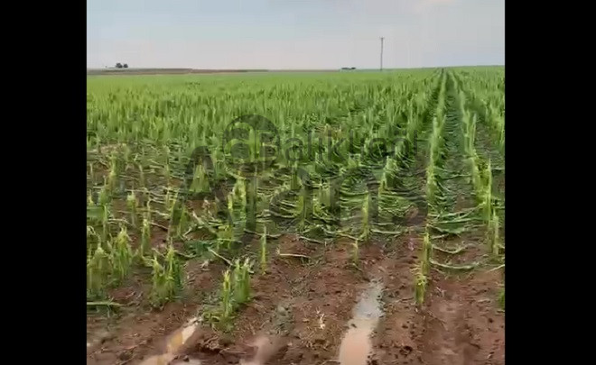 Şanlıurfa'da çiftçiyi şimdi de sel vurdu