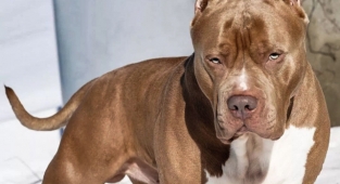 Bu köpek ırkları için verilen süre sona eriyor