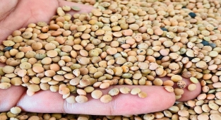 Buğday, mercimek ve mısır fiyatları belli oldu