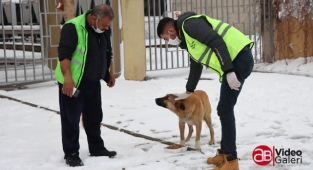 Büyükşehir Belediyesi Şanlıurfa'da sokak hayvanlarını unutmadı