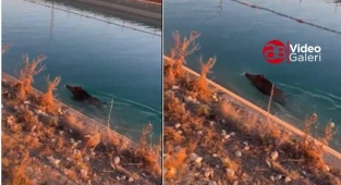 DSİ Kanalına düşen yaban domuzu gözlerden kayboldu