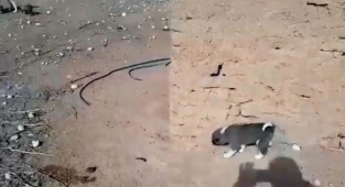 Ekipler kuyuya düşen yavrular için seferber oldu