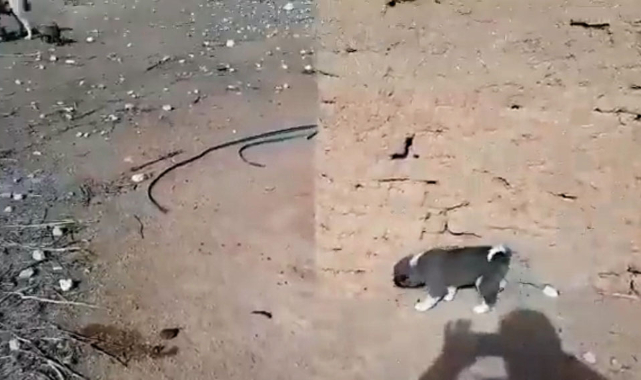 Ekipler kuyuya düşen yavrular için seferber oldu