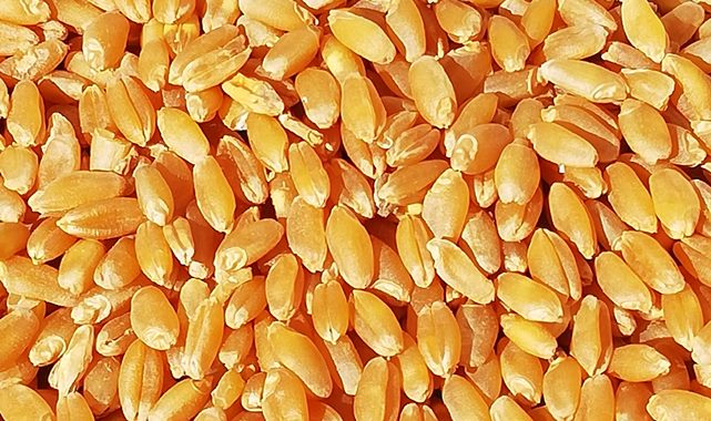 Güncel arpa ve buğday fiyatları