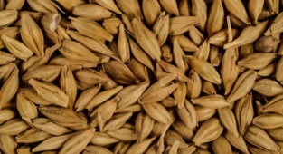 Güncel arpa ve buğday fiyatları belli oldu