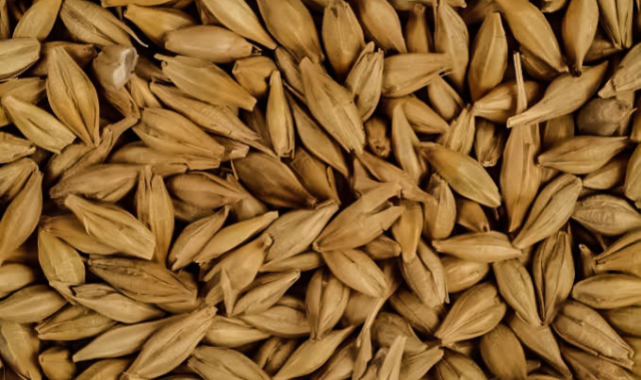 Güncel arpa ve buğday fiyatları belli oldu