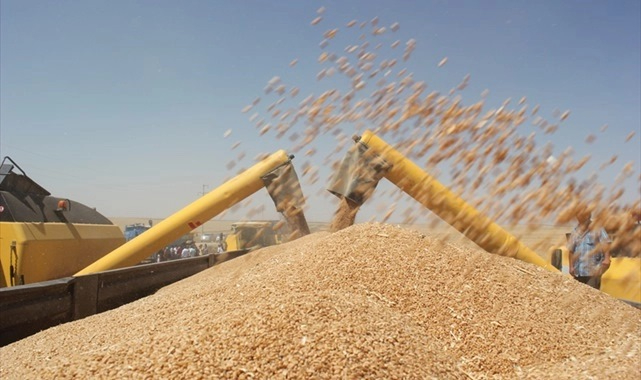 Güncel buğday ve arpa fiyatları belli oldu