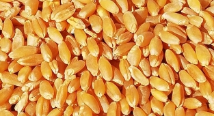 Güncel buğday ve arpa fiyatları açıklandı