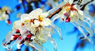 Güneydoğu'da çiftçilere don uyarısı