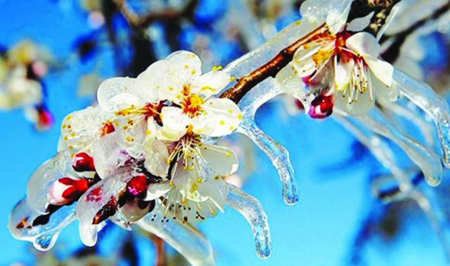 Güneydoğu'da çiftçilere don uyarısı