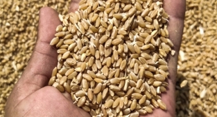 Hububat fiyatları açıklandı