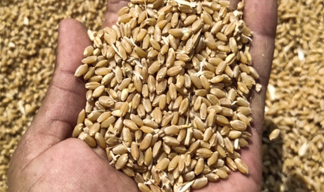 Hububat fiyatları açıklandı