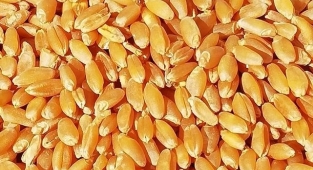 Hububat ve bakliyat fiyatları açıklandı