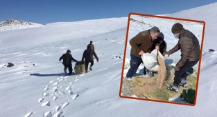 Karacadağ'da aç kalan hayvanların imdadına ekipler yetişti