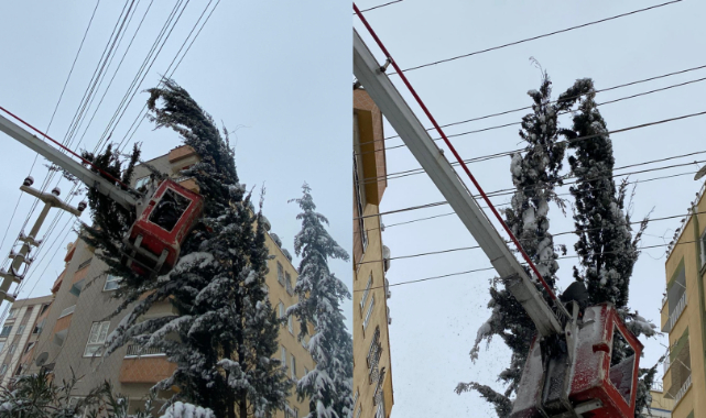 Kardan ağırlaşan ağaç mahalleyi elektriksiz bıraktı