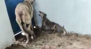 Kümese giren tilki köpeği alt etti