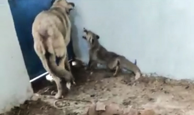 Kümese giren tilki köpeği alt etti