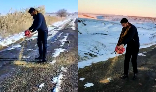 Kuşlar aç kalmasın diye buğday bıraktılar