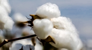 Kütlü pamuk fiyatları belli oldu