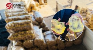 Şanlıurfa'da 20 ton çürük patates ele geçirildi