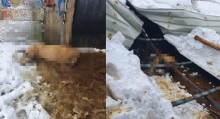 Şanlıurfa’da çöken ahırda hayvanlar telef oldu