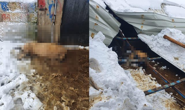 Şanlıurfa’da çöken ahırda hayvanlar telef oldu