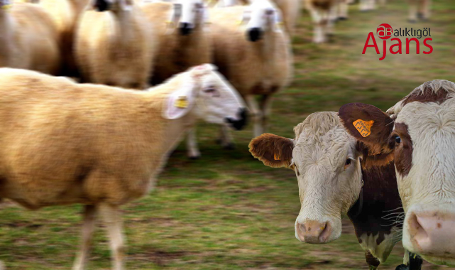 Şanlıurfa'da dudak uçuklatan ticaret hacmi