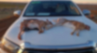 Şanlıurfa'da kaçak avcılara suç üstü