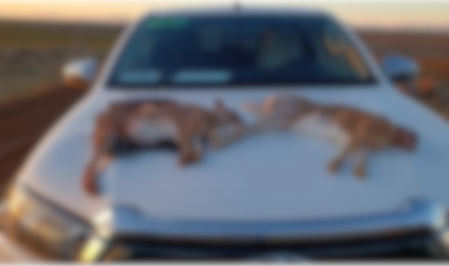 Şanlıurfa'da kaçak avcılara suç üstü